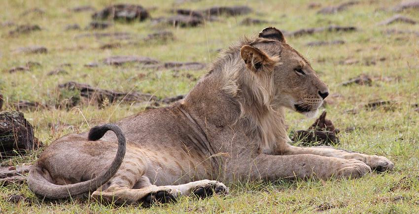 zwischen Löwen, Masai Mara
