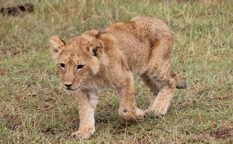 zwischen Löwen, Masai Mara