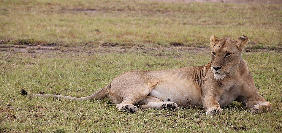 Topi Plains Pride