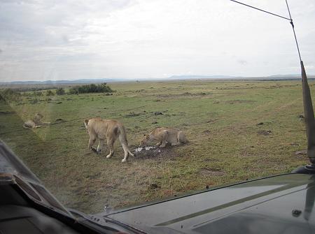 zwischen Löwen, Masai Mara
