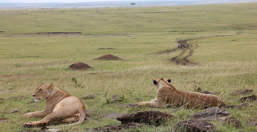 Löwen am Rhino Ridge, Masai Mara