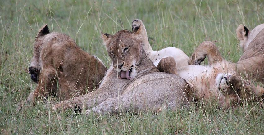 Löwen im Regen, Masai Mara