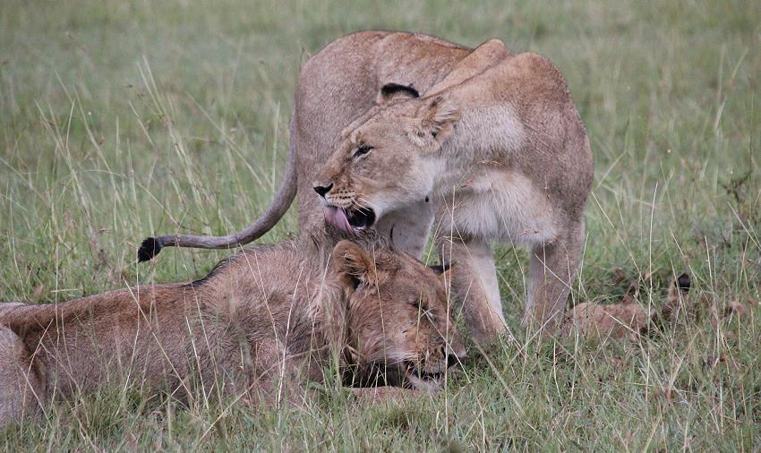Löwen im Regen, Masai Mara