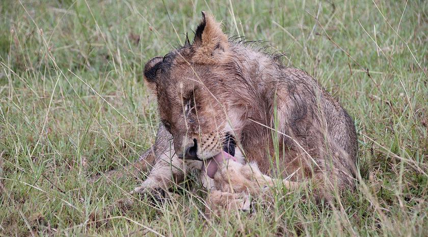 Löwen im Regen, Masai Mara
