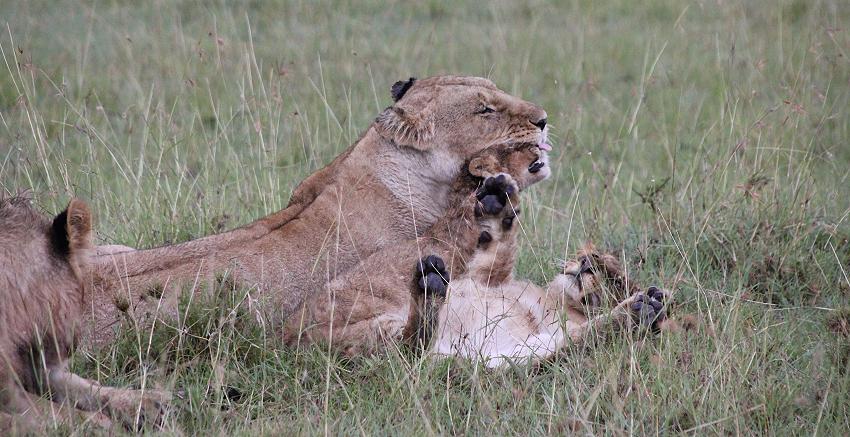 Löwen im Regen, Masai Mara
