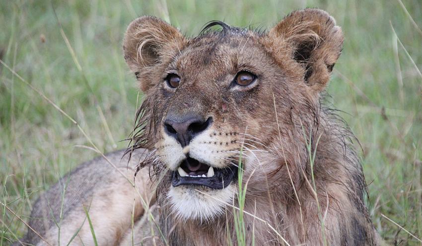 Löwen im Regen, Masai Mara
