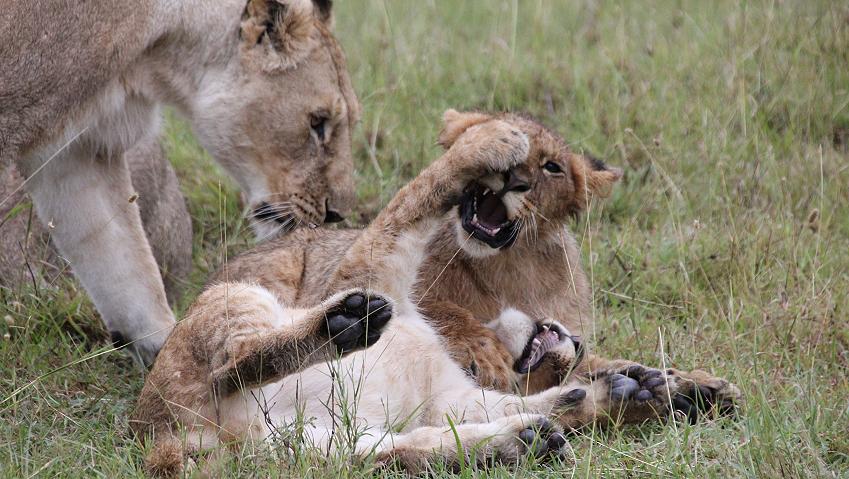 Löwen im Regen, Masai Mara