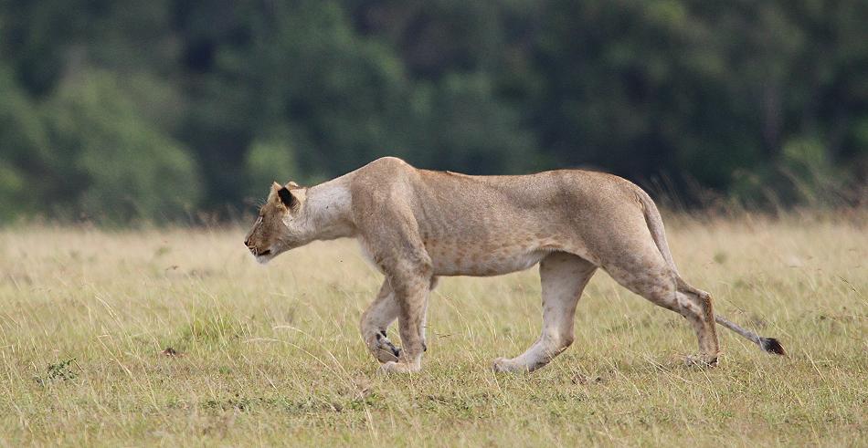 Löwen, Masai Mara, Topi Plains