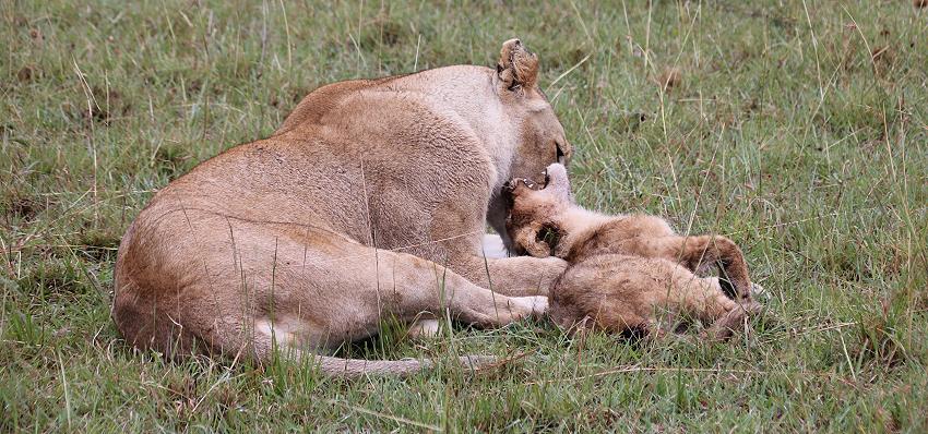 Löwen im Regen, Masai Mara