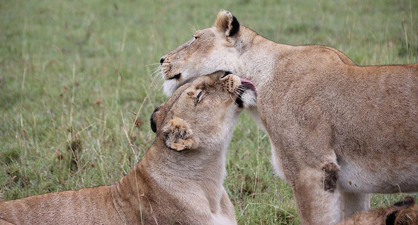 Löwen im Regen, Masai Mara