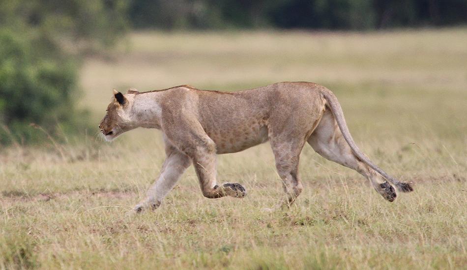 Löwen, Masai Mara, Topi Plains