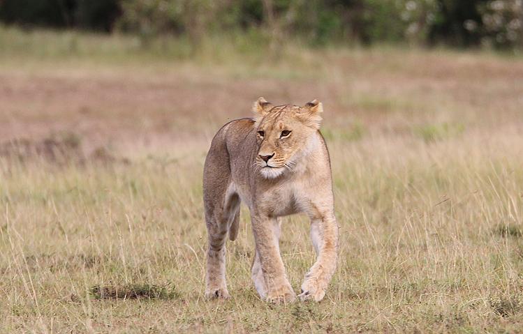 Löwen, Masai Mara, Topi Plains