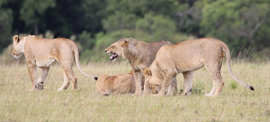 Löwen, Masai Mara, Topi Plains