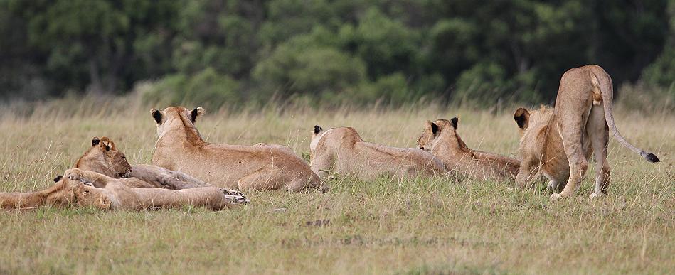 Löwen, Masai Mara, Topi Plains