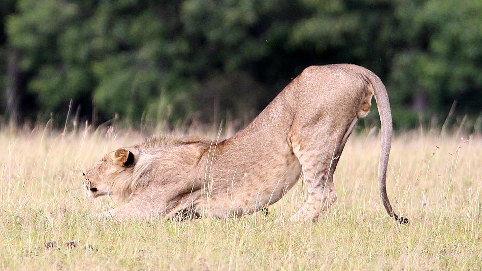 Löwen, Masai Mara, Topi Plains