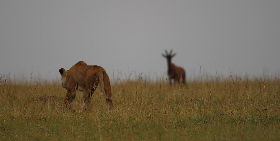 jagende Löwen, Masai Mara