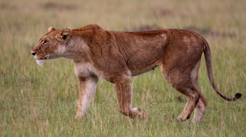 jagende Löwen, Masai Mara