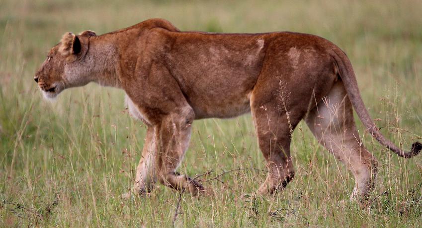jagende Löwen, Masai Mara