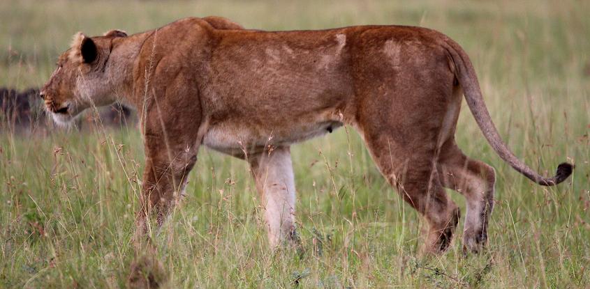 jagende Löwen, Masai Mara