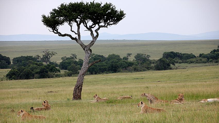 jagende Löwen, Masai Mara