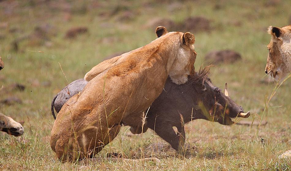 Löwen reissen Warzenschwein