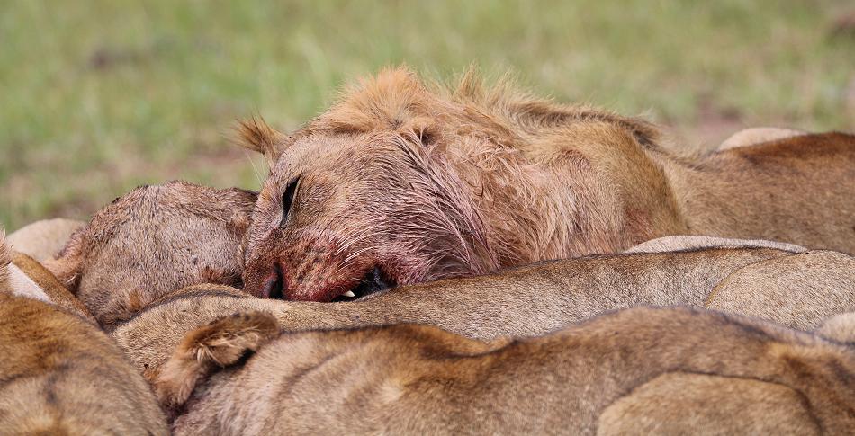 Löwen reissen Warzenschwein