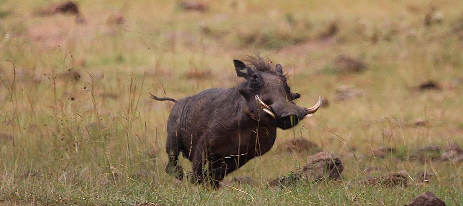 Löwen reissen Warzenschwein