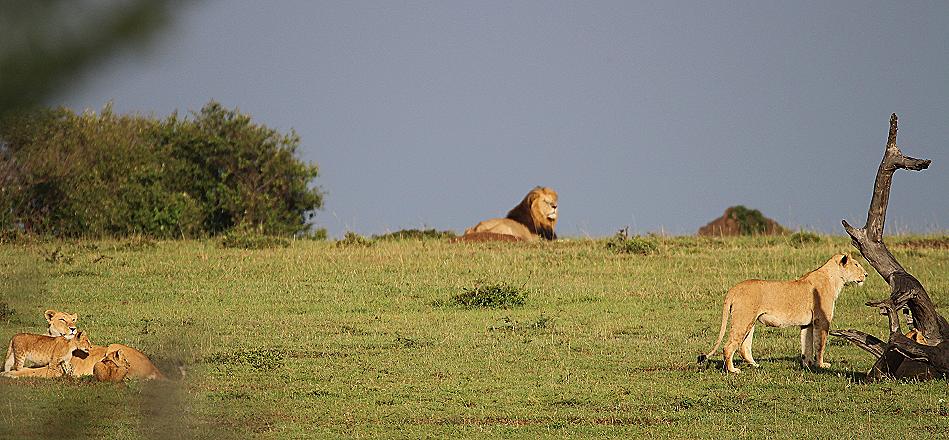 Löwenrudel, Masai Mara