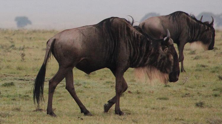 Löwenrudel, Masai Mara
