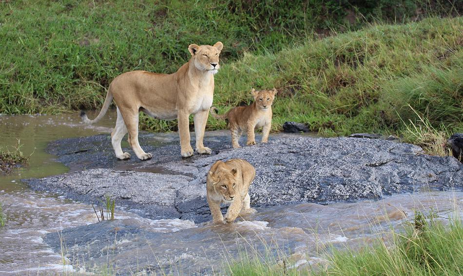 Löwenrudel, Masai Mara