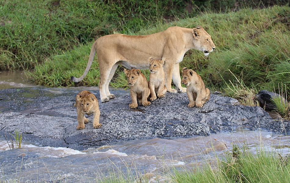 Löwenrudel, Masai Mara