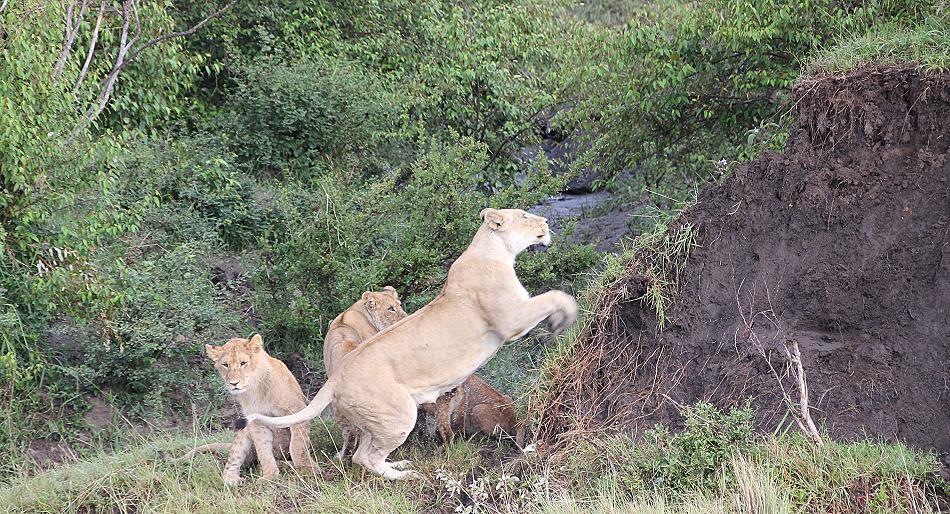 schwimmende Löwen Masai Mara