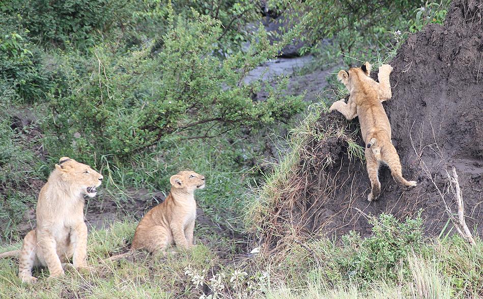 schwimmende Löwen Masai Mara