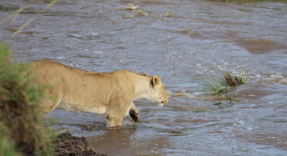 schwimmende Löwen Masai Mara