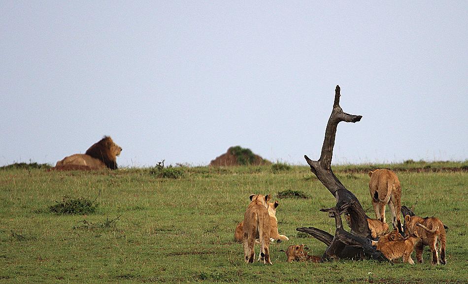 Löwenrudel, Masai Mara