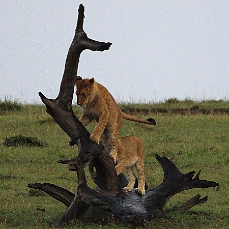 Löwenrudel, Masai Mara
