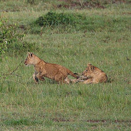 Löwenrudel, Masai Mara
