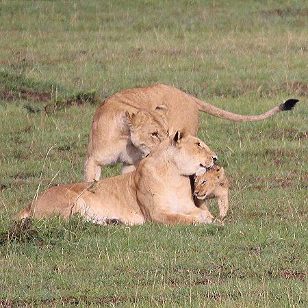 Löwenrudel, Masai Mara