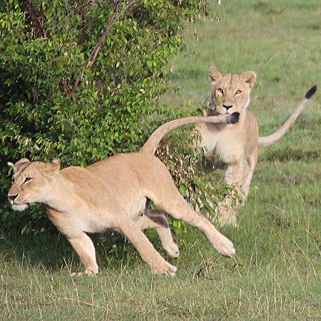 Löwenrudel, Masai Mara