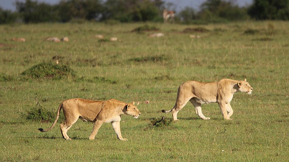 Löwenrudel, Masai Mara