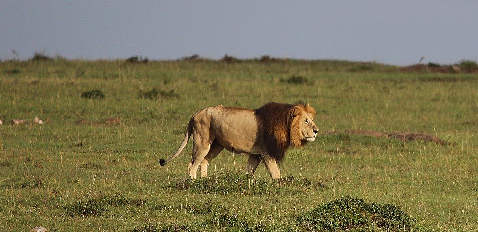 Löwenrudel, Masai Mara