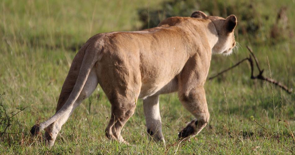 Löwenrudel, Masai Mara