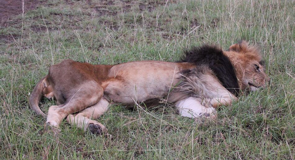 Lipstick, Masai Mara