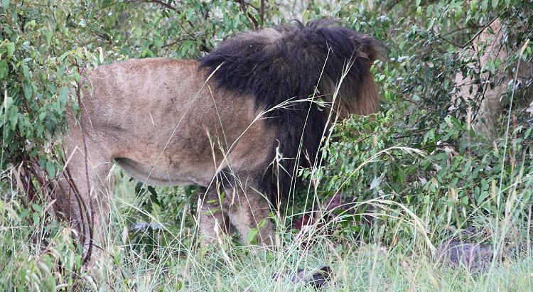 Liprick, Masai Mara