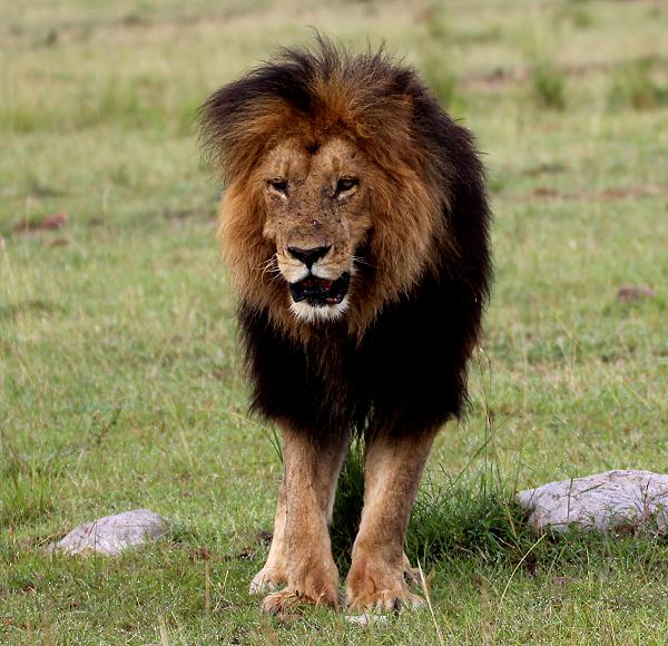 Lipstick, Masai Mara