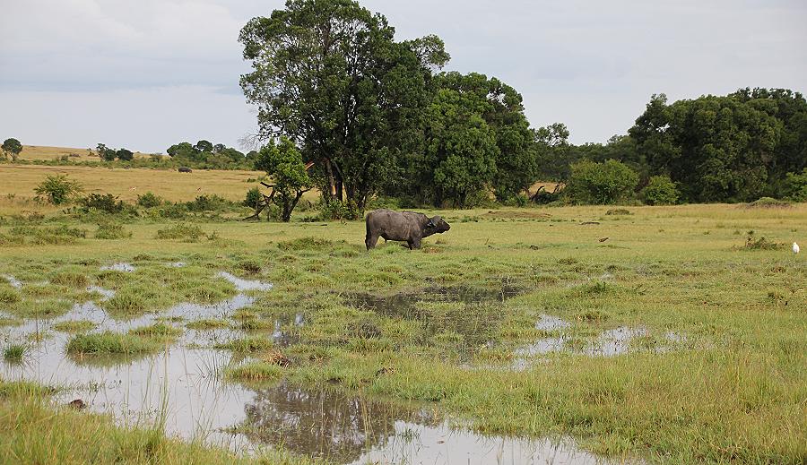 Löwen, Masai Mara