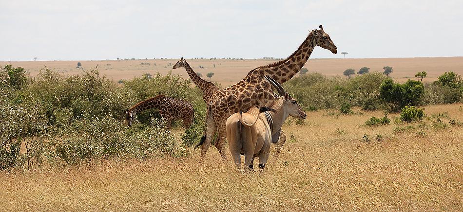 Zebra, Masai Mara
