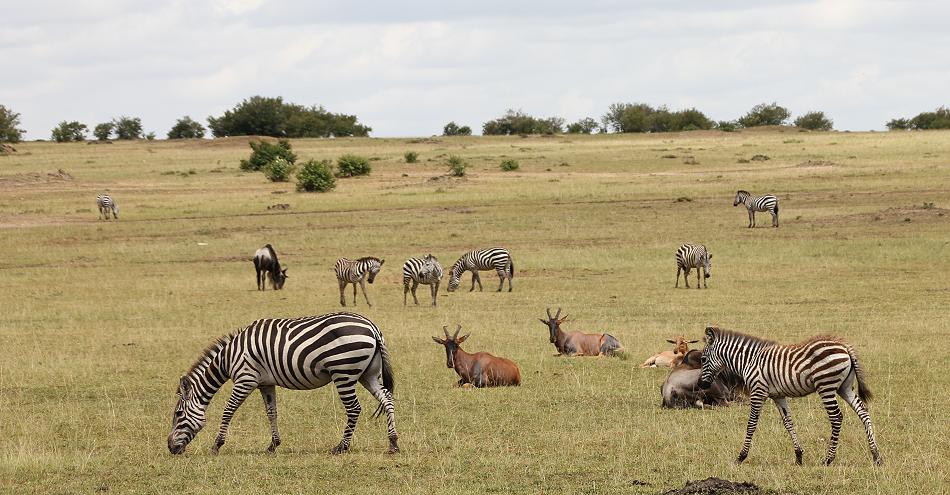 Antilopen in der Mara
