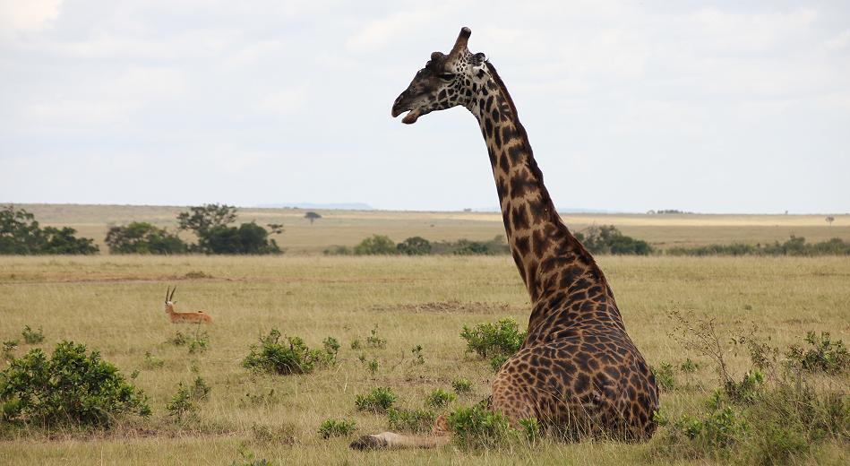 Zebras und Antilopen in der Mara