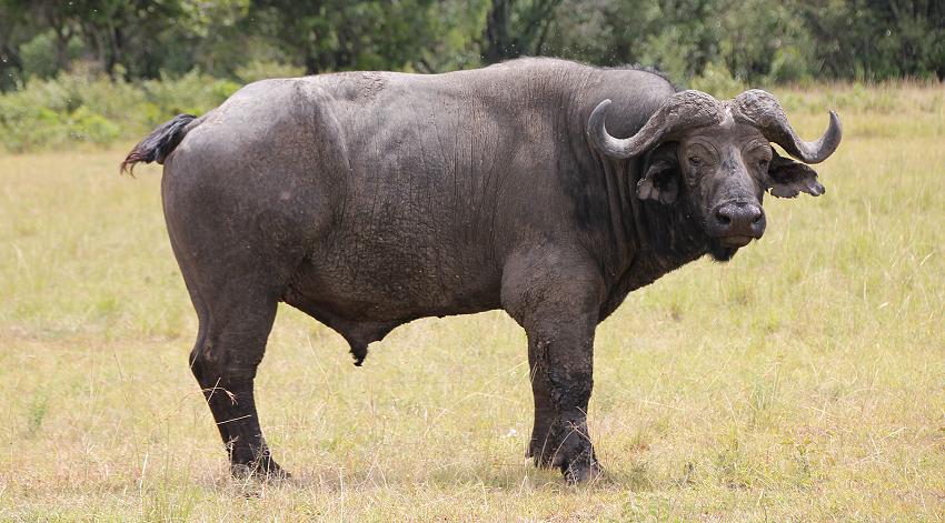 Gnus in der Masai Mara